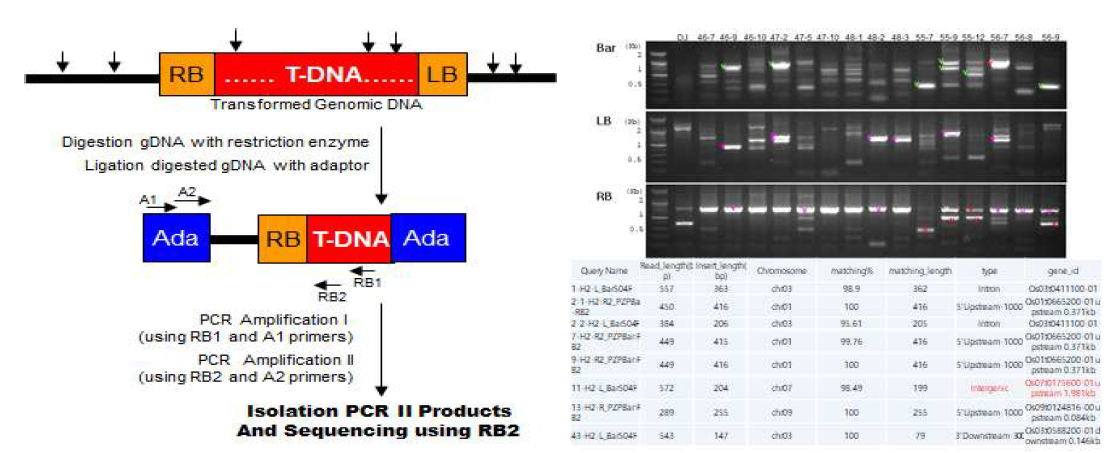 Adapter PCR을 이용한 유전자 삽입 주변 염기서열 분석