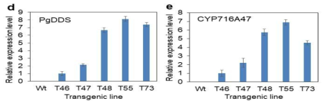 T2 형질전환 벼의 현미에서 도입된 유전자 (PgDDS and CYP716A47 gene)의 qRT-PCR 분석. 벼 β-actin을 internal control로 사용함