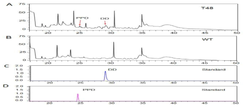 PgDDS and CYP716A47 유전자가 과잉발현된 T2 transgenic rice (T48)의 현미에서 DD and PPD의 합성 여부를 LCMS-IT-TOF로 분석. (A) 형질전환 벼 (T48)의 현미를 분석한 TIC chromatogram. (B) 대조구로 형질전환되지 않은 벼의 현비를 분석한 TIC chromatogram. (C-D) 표준품 DD 및 PPD chromatogram