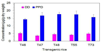 PgDDS and CYP716A47 유전자가 과잉발현된 5개 라인의 T2 형질전환 벼의 현미에서 DD 및 PPD의 정량