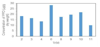 인삼 사포제닌 (PPD)을 생산하는 벼 형질전환라인 (Tr 56) 의 후대 계통별 PPD 사포제닌의 함량 분석