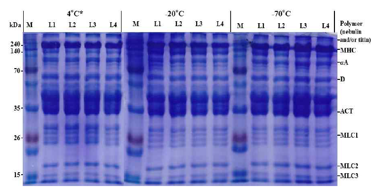 온도체 및 냉도체 염지 계육의 단백질 전기영동 패턴(12.5% polyacrylamide gel) M, standard protein marker; L1, pre-rigor salted; L2, pre-rigor salted with ascorbic acid; L3, post-rigor salted; L4, post-rigor salted with ascorbic acid. Polymer, probably nebulin and/or titin; MHC, myosin heavy chain; αA, α-actinin; D, desmin; ACT, actin; MLC, myosin light chain. All treatments were salted at 2% NaCl. *Never-frozen control
