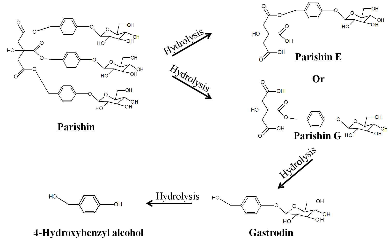 천마의 주요 기능성분(gastrodin, 4-HBA)와 전구체