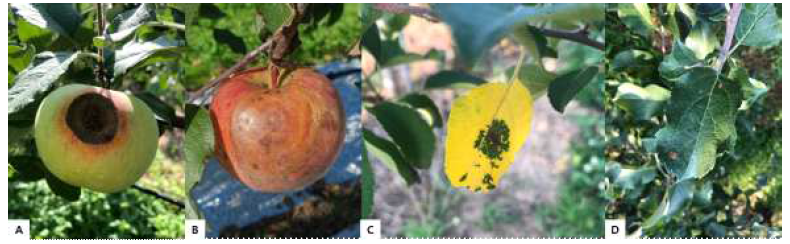 시험포장에서 관찰된 사과 주요 병해. A: 탄저병, B: 겹무늬썩음병, C: 갈색무늬병, D: 점무늬낙엽병