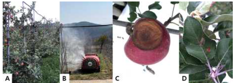 시험 포장 3 (피크닉 품종, 군위군 소보면) 약제 방제 효과 검정 및 이병 시료 모습. A: 시험 포장과원 (19년 9월), B: 약제 방제 모습, C: 탄저병, D: 점무늬낙엽병