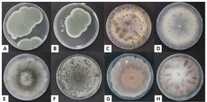 이병과실에서 분리된 주요 병원균의 모습. A, B: Penicillum expansum, C, D: Botrytis cinerea, E, F: Botryosphaeria dothidea, G: Fusarium tructum, H: Fusarium decemcelluare
