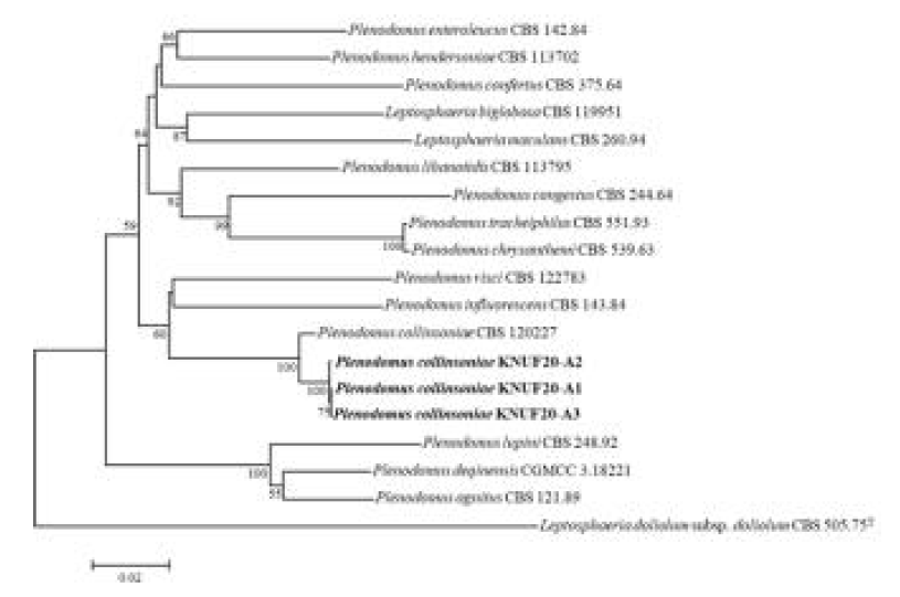 Plenodomus collinsoniae균주의 계통학적 유연관계 분석 결과