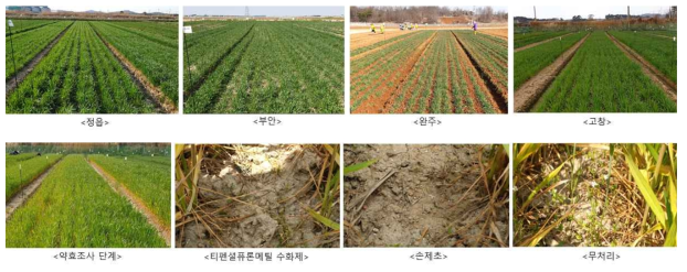 시험포장 및 시험구별 잡초 발생 상황