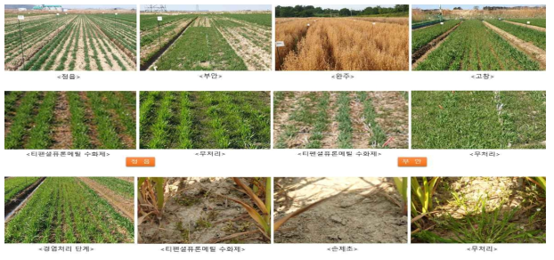 시험포장 및 시험구별 잡초 발생 상황
