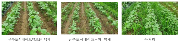 시험약제 처리 20일 후 녹두 밭(휴간) 잡초방제 효과(대구)