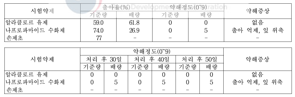 메밀밭 토양처리형 제초제 처리에 따른 약해(평창군(2018), 처리 후 20일)