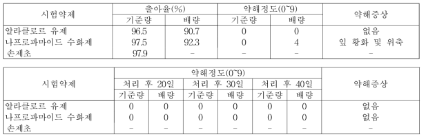 메밀밭 토양처리형 제초제 처리에 따른 약해(강릉시(2018), 처리 후 10일)