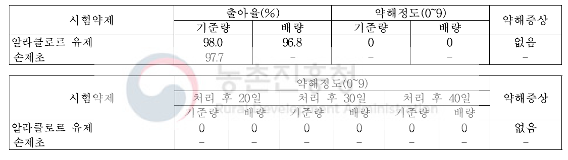 메밀밭 토양처리형 제초제 처리에 따른 약해(평창군(2019), 처리 후 10일)