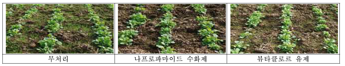 시험약제 처리 후 유채 가을 파종 발생 일년생 잡초방제 효과(월동 전, 무안)