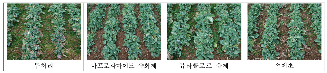 시험약제 처리 후 유채 가을 파종 발생 일년생 잡초방제 효과(월동 후, 무안)