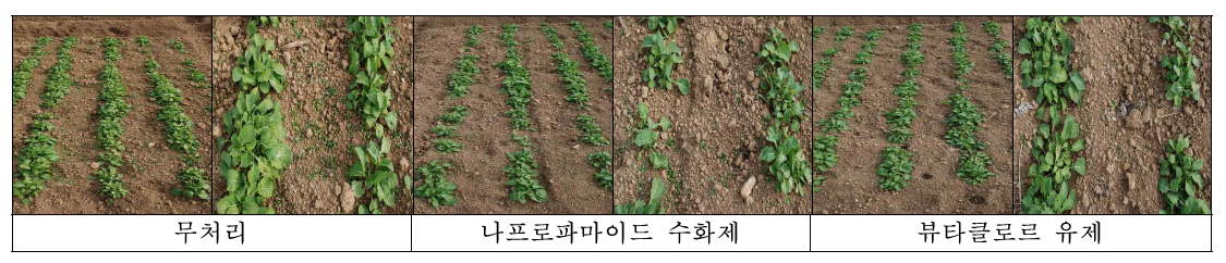 시험약제 처리 후 유채 가을 파종 발생 일년생 잡초방제 효과(월동 전, 무안)