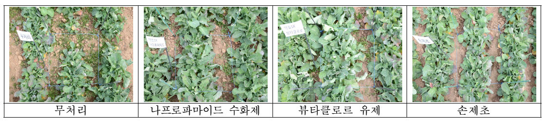 시험약제 처리 후 유채 봄 파종 발생 일년생 잡초방제 효과(월동 후, 무안)