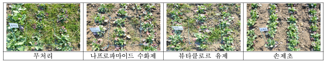 시험약제 처리 후 유채 가을 파종 발생 일년생 잡초방제 효과(월동 후, 영암)