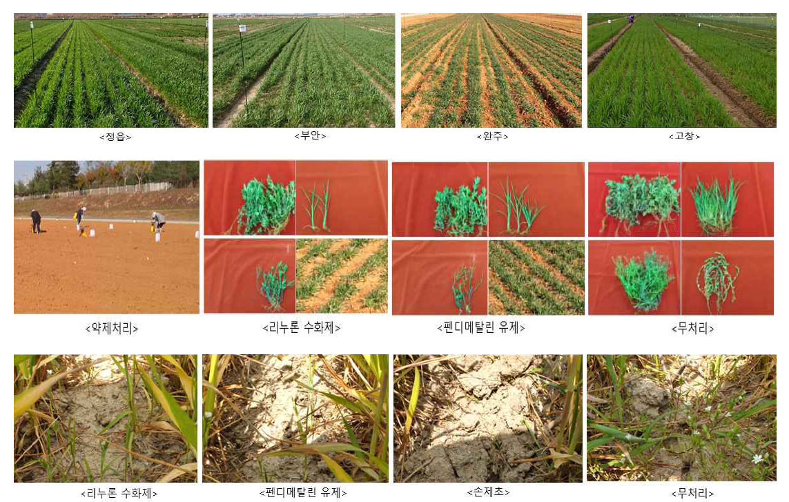 시험포장 및 시험구별 잡초 발생 상황