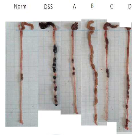 장염이 유발된 동물 모델의 시료 섭취 후 대장의 길이 변화