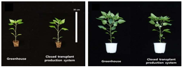 관행 육묘 및 식물공장형 육묘시스템 이용 고추 접목묘(좌) 및 정식 후 초기 생육(우)