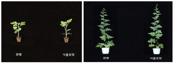 관행 육묘 및 식물공장형 육묘시스템 이용 수박 접목묘(좌) 및 정식 후 초기 생육(우)