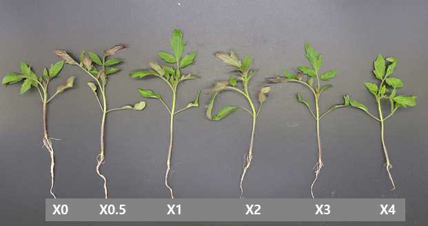 양액 농도에 따른 토마토 접수