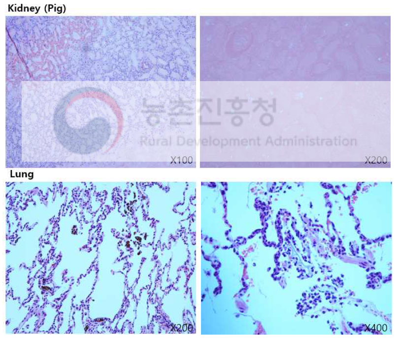 27-04 개체 POD7 종료 Kidney(Pig): Infarction, extensive Kidney(Monkey): Unremarkable Liver: Unremarkable Heart: Unremarkable Lung: Foreign body reaction, Hemosiderin-laden macrophages