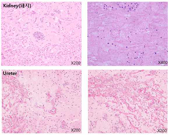 28-07 개체 POD7 종료 Kidney(돼지): Infraction (No viable tissue) Kidney(원숭이): Unremarkable Urinary bladder: Unremarkable Ureter: Infraction (No viable tissue) Liver: Unremarkable Spleen: Unremarkable Heart: Unremarkable Lung: Pneumonia