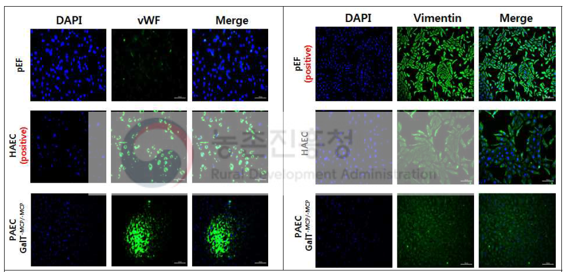 GTKO/MCP 돼지의 대동맥에서 분리 배양한 혈관내피세포에 vWF(왼쪽)와 Vimentin(오른쪽) 항체를 사용하여 형광 염색. 대조군으로 사람 대동맥혈관내피세포 (HAEC)와 돼지 섬유아세포(pEF)를 사용