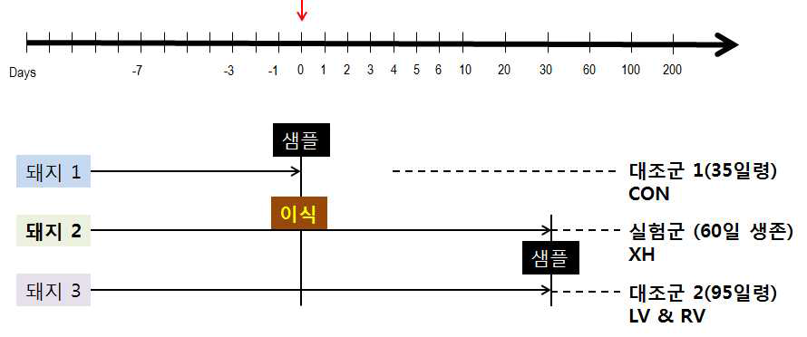 이종이식 심장 및 정상 심장 샘플 채취위한 모식도