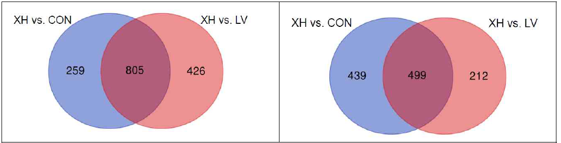 Venn diagram of defferentially expressed genes (DEGs) from porcine cardiac transcriptome in xenotransplanted cardiac muscle (XH) compared to CON or left ventricle (LV). (A) Total DEGs (B) up-regulated genes (C) down-regulated genes