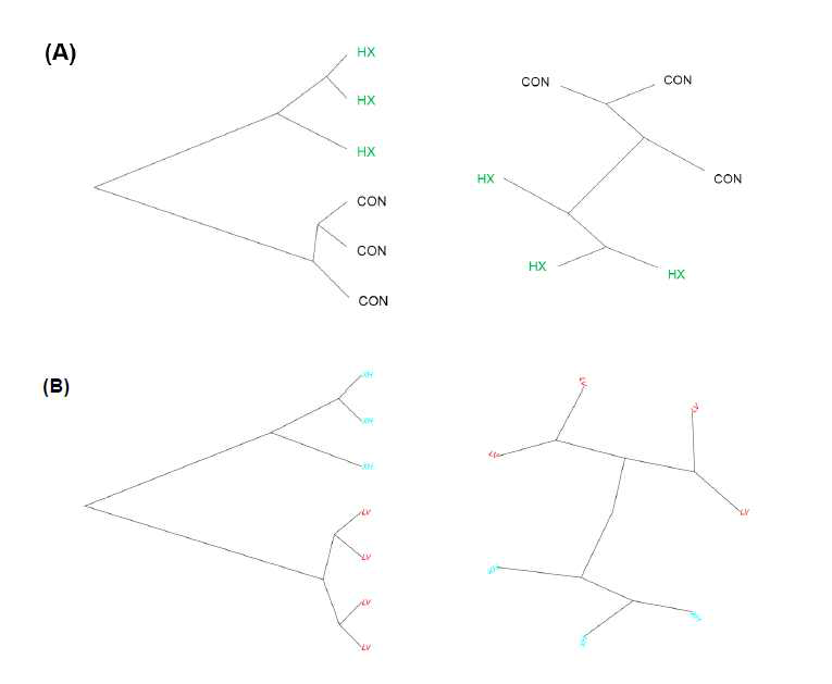 Dendrogram of porcine cardiac transcriptome between (A) xenotransplanted cardiac muscle on day 60 (XH) and control (CON) on day 0, (B) xenotransplanted cardiac muscle (XH) and non-transplanted cardiac muscle from left ventricle (LV) on day 60