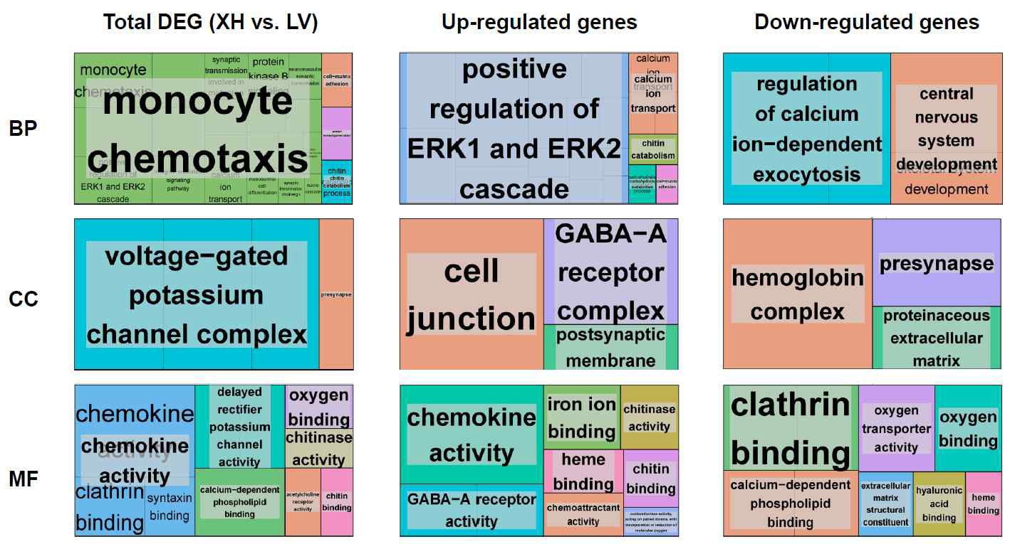 Overview of GO representation of porcine cardiac muscle transcriptomes by DAVID-enriched pathway between xenotransplanted cardiac muscle (XH) and non-transplanted cardiac muscle from left ventricle (LV) on day 60