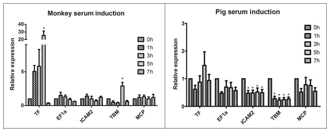GTKO/MCP 돼지의 대동맥에서 분리 배양한 귀조직 섬유아세포에 15% 돼지와 원숭이 혈청을 1시간, 3시가, 5시간, 7시간 동안 첨가한 후 유전자의 발현 수준을 0시간 대비 비교 분석