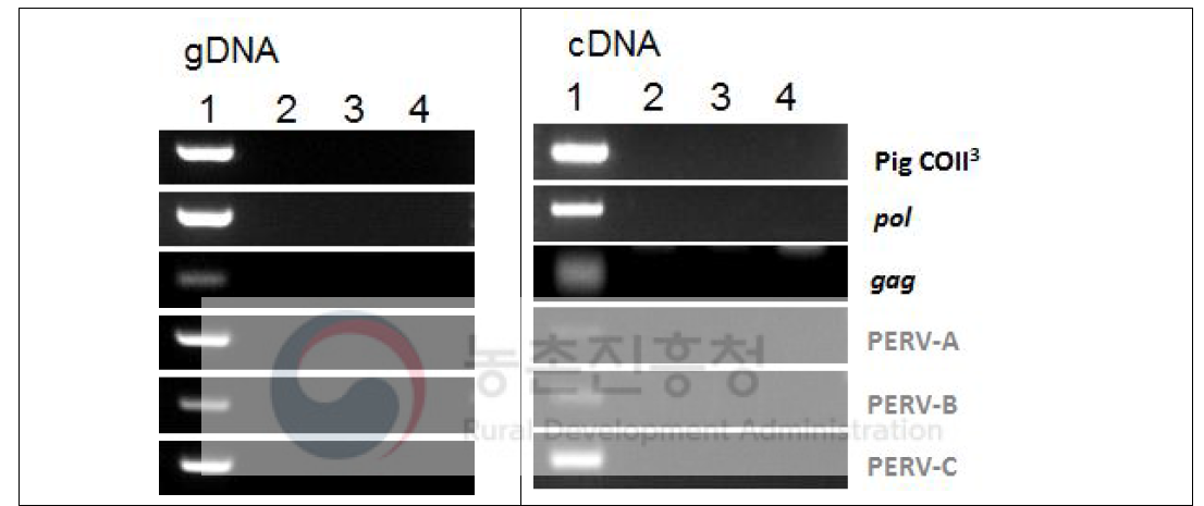 GTKO/MCP 돼지의 각막을 이식받은 원숭이에서 PERV 발현 분석. 각막 이종이식 후 778일 원숭이(3)와 128일(4) 원숭이 혈액에서 PERV genomic DNA와 cDNA의 존재를 확인. (+) 대조군으로 GTKO/MCP 돼지의 혈액(1)을 (-) 대조군으로 일반 원숭이의 혈액(2)을 사용