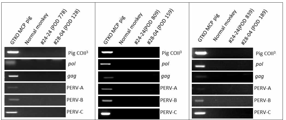 GTKO/MCP 돼지의 각막을 이식받은 원숭이에서 PERV 발현 분석. 각막 이종이식 원숭이 #24-24와 #28-04의 혈액에서 PERV 감염 여부 RT-PCT 분석. (+) 대조군으로 GTKO/MCP 돼지의 혈액(1)을 (-) 대조군으로 일반 원숭이의 혈액(2)을 사용