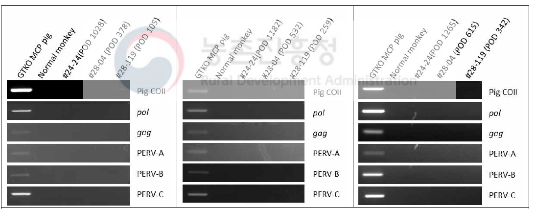 GTKO/MCP 돼지의 각막을 이식받은 원숭이에서 PERV 발현 분석. 각막 이종이식 원숭이 #24-24와 #28-04, #28-119의 혈액에서 PERV 감염 여부 RT-PCT 분석. (+) 대조군으로 GTKO/MCP 돼지의 혈액(1)을 (-) 대조군으로 일반 원숭이의 혈액(2)을 사용
