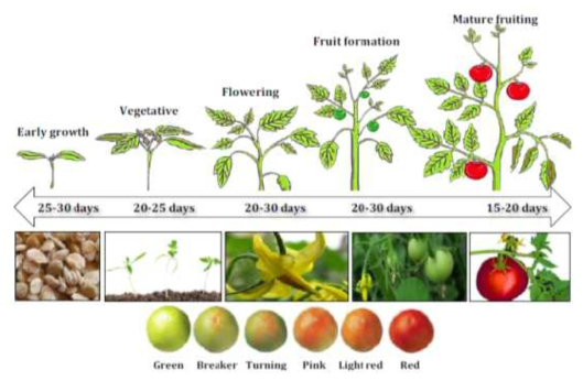 토마토의 생장 및 성숙