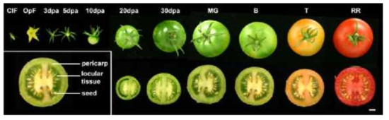 개화 후 경과 일수에 따른 토마토 과실의 변화