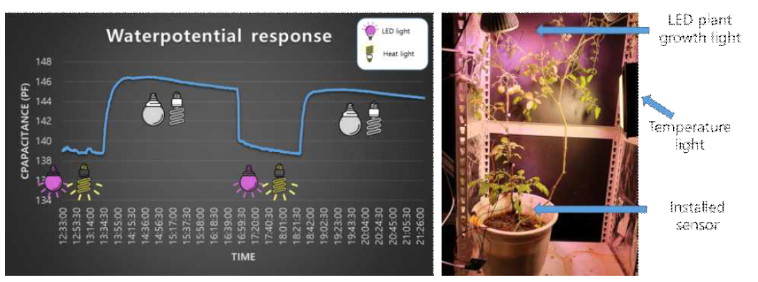 실험실 환경 토마토 수분포텐셜 센서 광 반응 테스트
