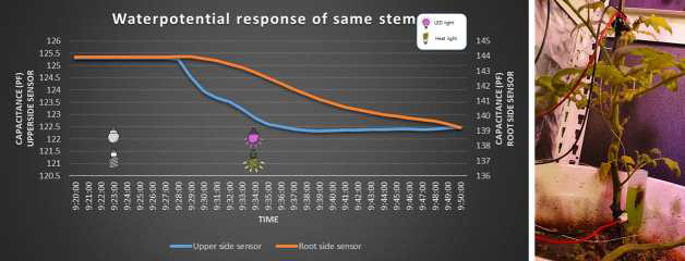 동 줄기 지제부 및 상부 수분포텐셜 센서 광 반응 테스트