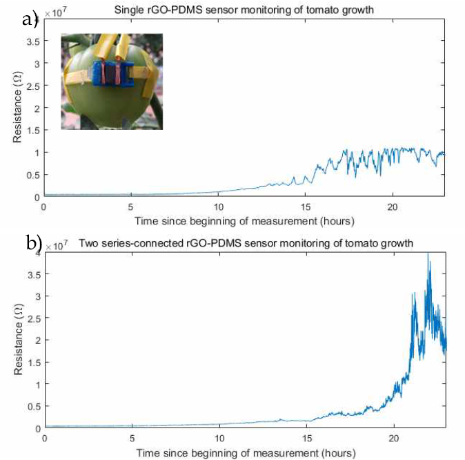rGO-PDMS를 신축성 밴드와 연결시켜 토마토에 장착 후 20시간 이상 신호 모니터링, (a) 단일 rGO-PDMS 센서 사용, (b) 두 개의 rGO-PDMS 센서를 직렬 연결하여 측정