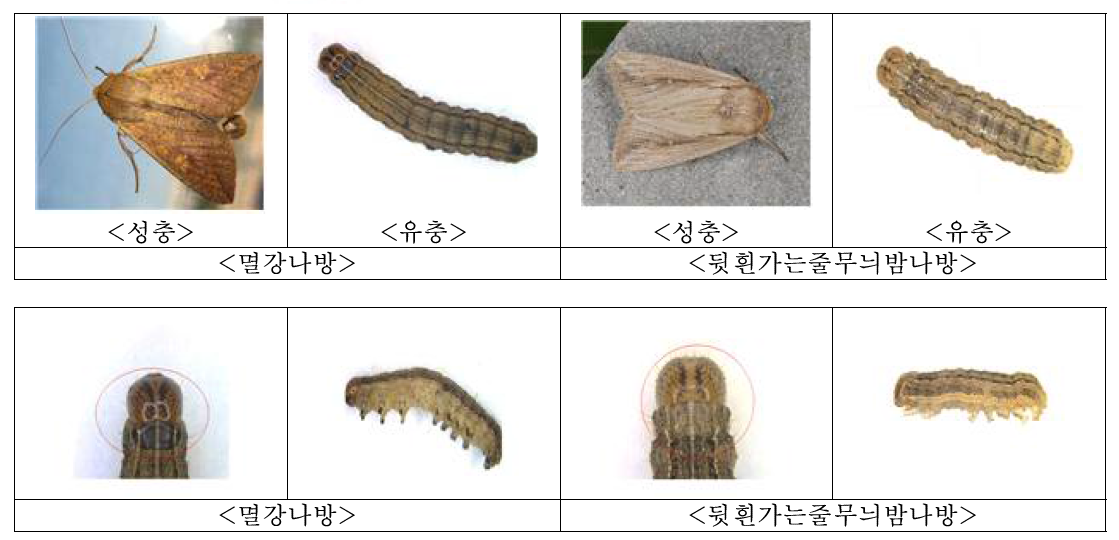 멸강나방 및 뒷흰가는줄무늬밤나방 성충 및 유충의 형태적 특징