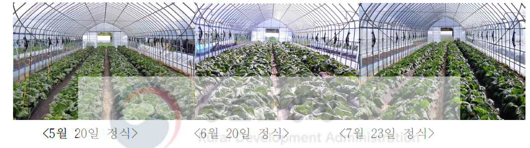 정식기별 비가림 재배, 수확기(2018년)