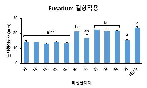 배지상에서 시들음병균(Fusarium)에 대한 길항작용 평가