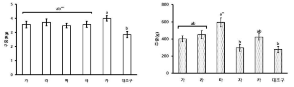 미생물제제 처리에 따른 배추 구중 비교(좌:1차, 우:2차)