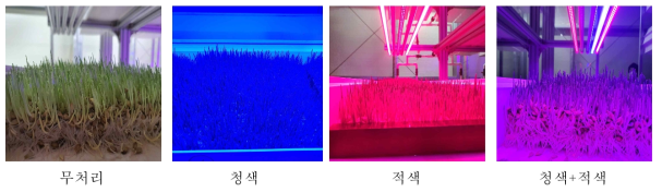 LED 광원별 재배실험