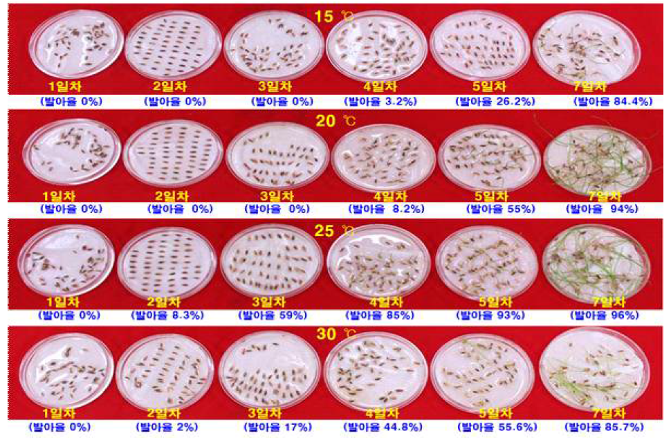 온도처리별 IRG의 발아 사진