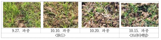 파종시기별 월동전 발아 사진